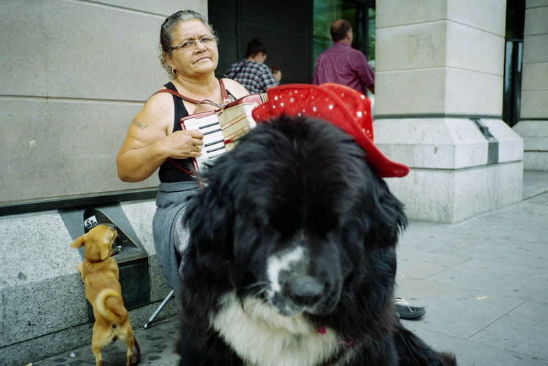 Photograph of a busker with an accordion and two dogs
